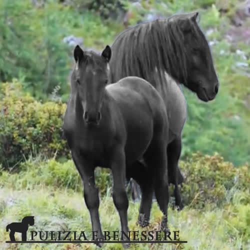 Pulizia e benessere cavallo di Mérens