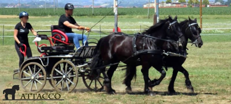 Sport attacco cavallo Mérens