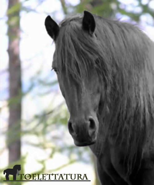 Toelettatura cavallo di Mérens